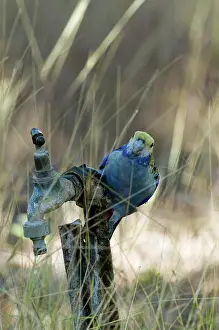 Psittacinae: Pale-headed Rosella (Australia)