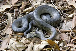 Elapid: Pale-headed snake