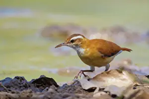 Leucopus: Pale-legged Hornero