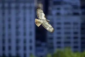 Jamaicensis: Pale Male