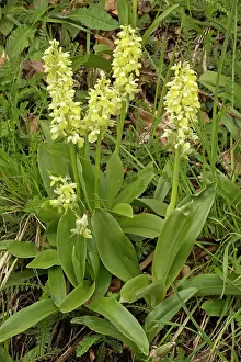 Orchis: Pale Orchid in flower in early spring Pyrenees, France