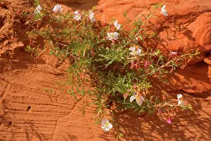 Oenothera: Pale / Pale-stemmed / White-stemmed Evening Primrose