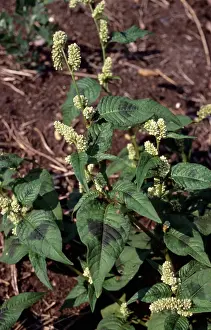 Knotweed: Pale Persicaria