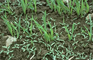 Seedlings: Pale Persicaria seedlings in barley crop