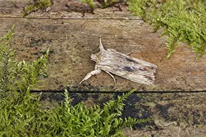 020222: Pale Pinion Moth - UK
