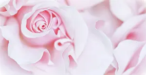 Vintage: Pale pink white rose flower. Macro flowers backg