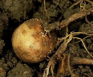 Tuberosum: Pale potato cyst nematode cysts