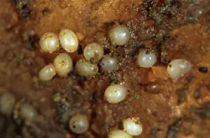 Pallida: Pale potato cyst nematode cysts