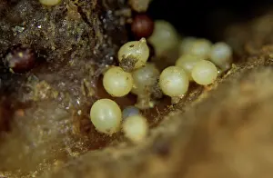 Pallida: Pale potatocyst nematode cysts