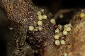 Pallida: Pale potatocyst nematode cysts