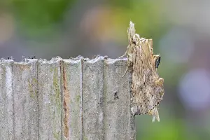 160118: Pale Prominent Moth - Cornwall - UK