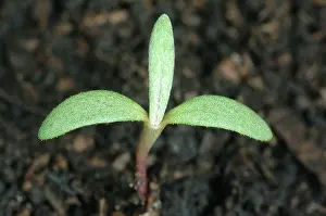 Germinating: Pale Smartweed Seedling