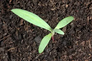 Germinating: Pale smartweed seedling