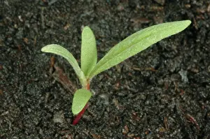 Germinating: Pale smartweed seedling