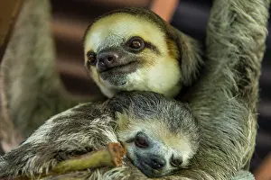 Tridactylus: Pale-throated slothes (Bradypus tridactylus), mother