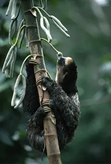 Sloth: Pale Throated Three-toed Sloth - eating Cecropia Tree fruit;