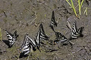 Swallowtails: Pale Tiger Swallowtails