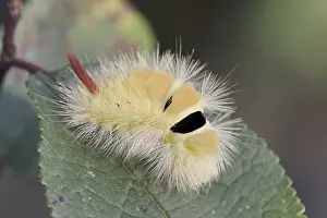 Prunus: Pale Tussock (Calliteara pudibunda) as caterpil