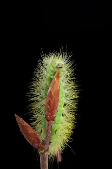 Tussock: Pale Tussock (Calliteara pudibunda) caterpillar