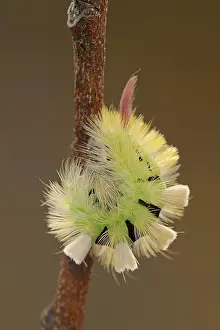Larva: Pale tussock (Calliteara pudibunda), caterpillar