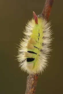 Larva: Pale tussock (Calliteara pudibunda), caterpillar