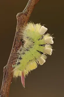 Larva: Pale tussock (Calliteara pudibunda), caterpillar