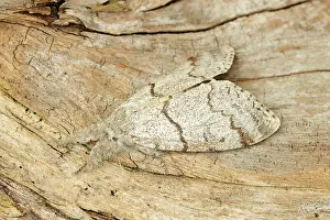 Calliteara: Pale Tussock Moth