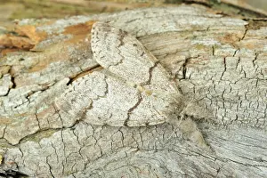 Tussock: Pale Tussock Moth