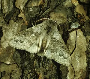 Tussock: Pale tussock moth