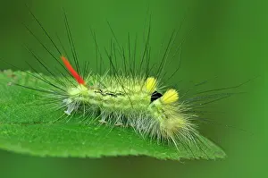 Calliteara: Pale Tussock Moth caterpillar