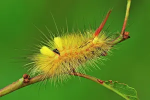 Calliteara: Pale Tussock Moth caterpillar
