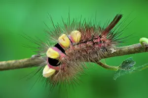 Calliteara: Pale Tussock Moth caterpillar