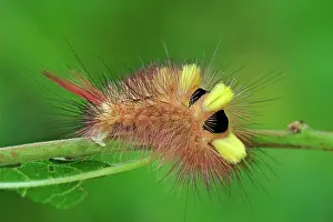 Calliteara: Pale Tussock Moth caterpillar