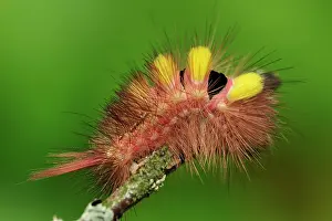 Calliteara: Pale Tussock Moth caterpillar