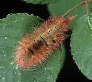 Tussock: Pale tussock moth caterpillar