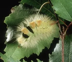 Tussock: Pale tussock moth caterpillar