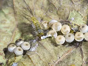 030518: Pale tussock moth larva - with hatched &
