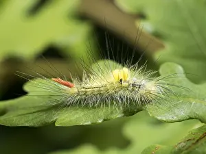 Caterpillars: Pale tussock moth larva - on oak leaf - UK