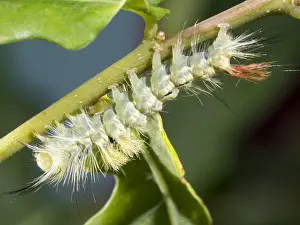 030518: Pale tussock moth larva - on oak leaves - UK