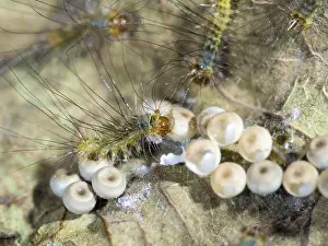 030518: Pale Tussock moth - newly hatched larvae with eggs - UK