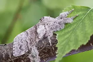 Tussock: Pale Tussock Moth - Norfolk UK
