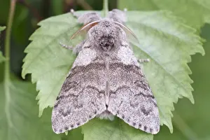 Tussock: Pale Tussock Moth - Norfolk UK