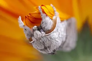 Tussock: Pale Tussock Moth - Norfolk UK