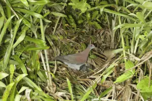 Vented: Pale-vented Pigeon