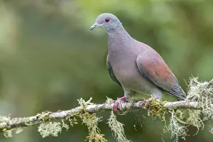 Pigeons: Pale-vented Pigeon (Columba cayennensis) perched on a branch in Colombia