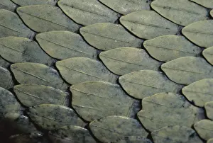 Crotalinae: Pale Viper Scales