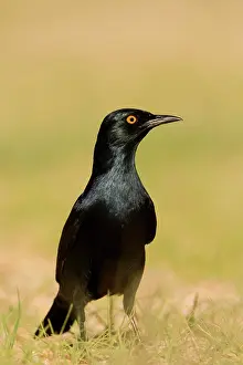 Onychognathus: Pale-Winged Starling - On the ground