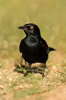 Spitzkoppe: Pale Winged Starling - Searching for food in the