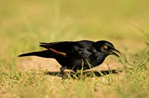 Spitzkoppe: Pale Winged Starling - Searching for food in the