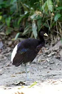 Trumpeter: Pale-winged Trumpeter